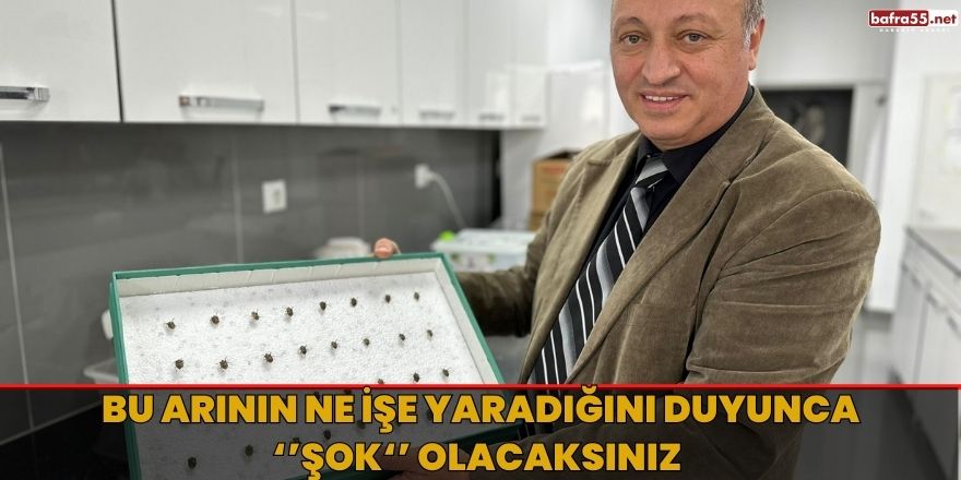 Bu arının ne işe yaradığını duyunca şok olacaksınız