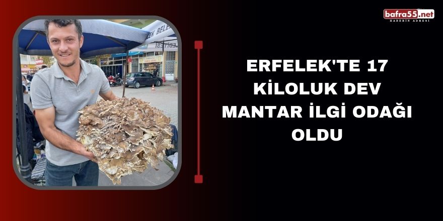 Erfelek'te 17 kiloluk dev mantar ilgi odağı oldu