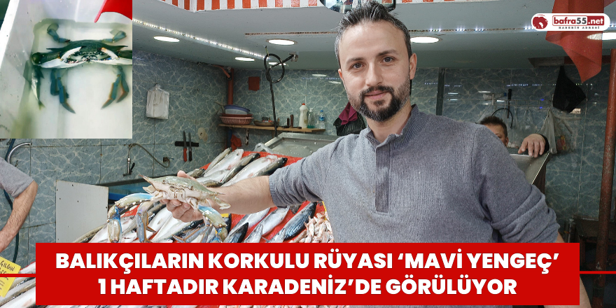 Balıkçıların korkulu rüyası ‘mavi yengeç’ 1 haftadır Karadeniz’de görülüyor