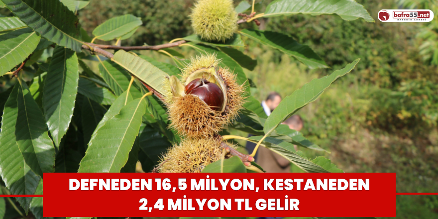 Defneden 16,5 milyon, kestaneden 2,4 milyon TL gelir