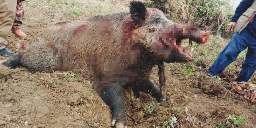 Dev domuz, avcılar tarafından vuruldu