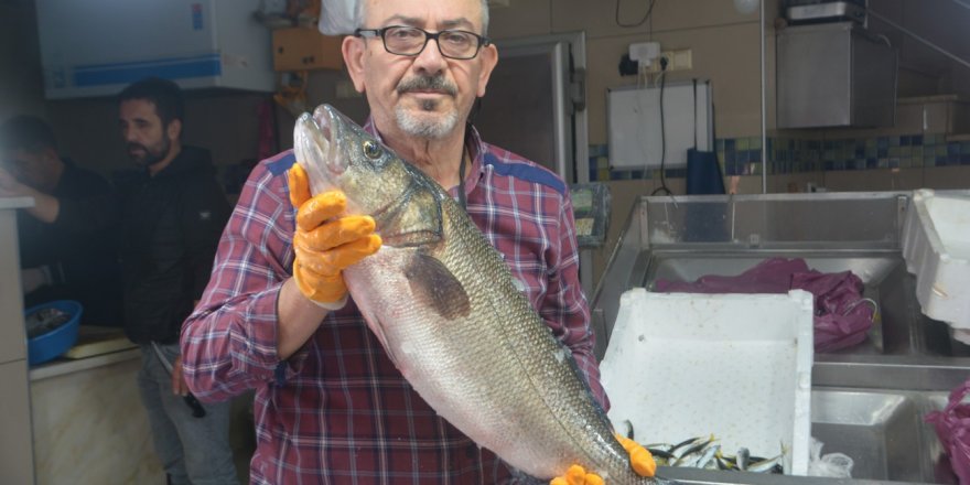 Sinop'ta yakalanan 5 kiloluk levrek fiyatıyla göz kamaştırdı