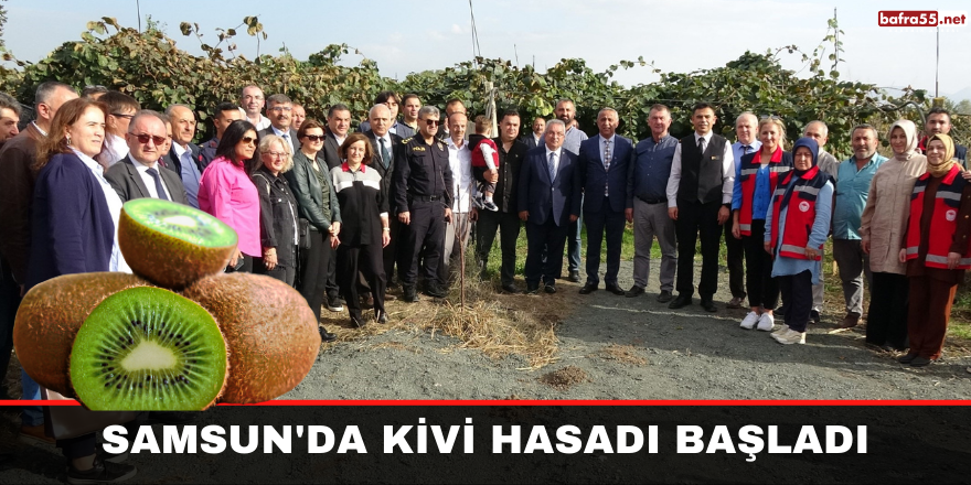 Samsun'da Kivi Hasadı Zamanı