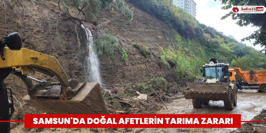 Samsun'da doğal afetlerin tarıma zararı