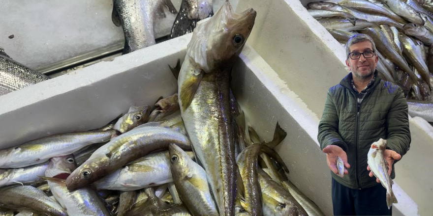 Sinop'ta 300 gramlık mezgit balığı hayrete düşürdü