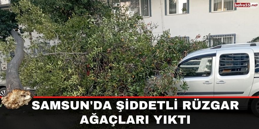 Samsun'da şiddetli rüzgar ağaçları yıktı