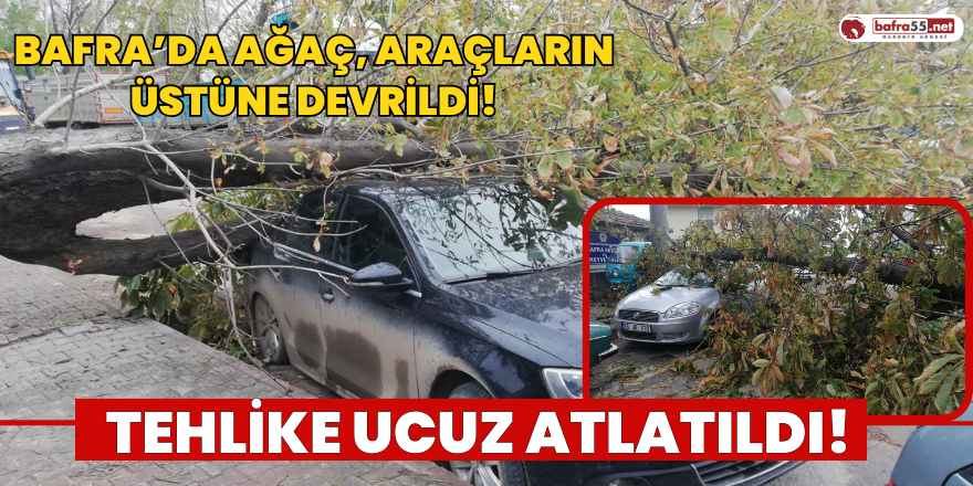 Bafra’da Ağaç Araçların Üstüne Devrildi!