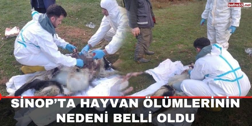 Sinop’ta hayvan ölümlerinin nedeni belli oldu