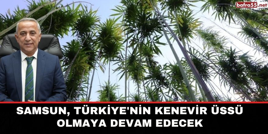 Samsun, Türkiye'nin kenevir üssü olmaya devam edecek