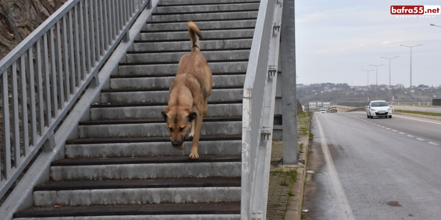 Sinop'ta akıllı köpekten üst geçit dersi