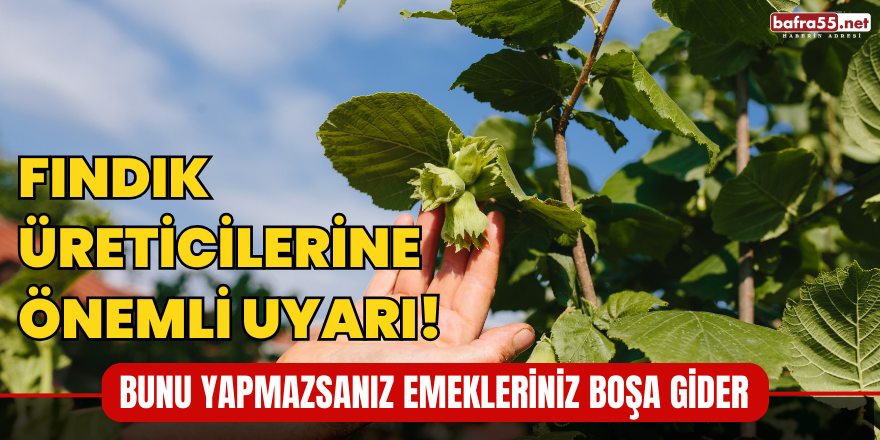 Fındık Üreticilerine Önemli Uyarı! Bunu Yapmazsanız Emekleriniz Boşa Gider