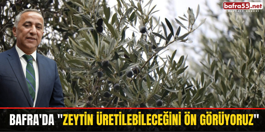 Bafra'da ''Zeytin Üretilebileceğini Ön Görüyoruz''