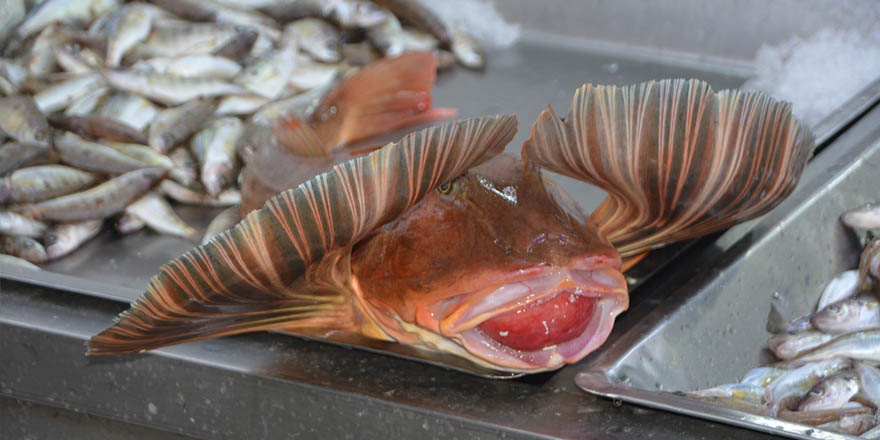 Sinop’ta 4 kiloluk kırlangıç balığı yakalandı