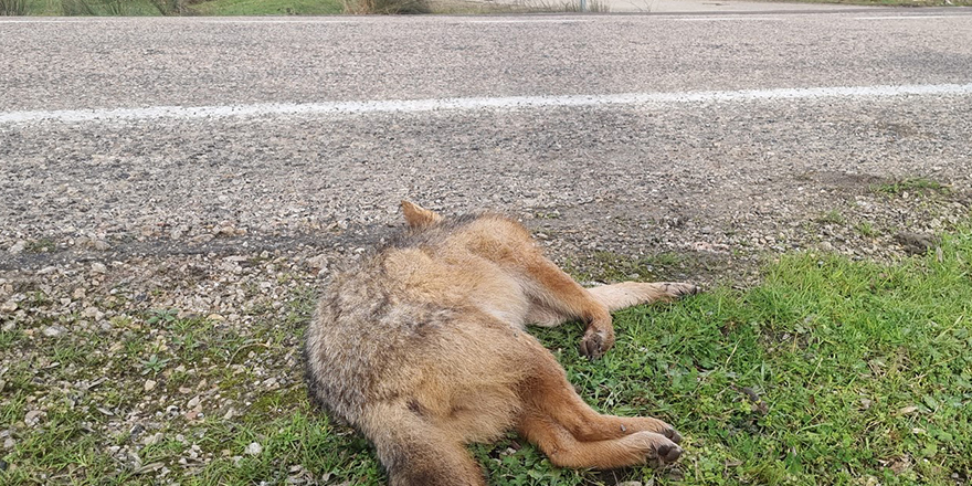 Sinop’ta kümeslere dadanan çakala otomobil çarptı