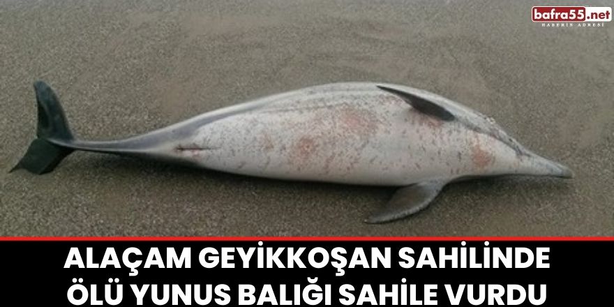 ALAÇAM GEYİKKOŞAN SAHİLİNDE ÖLÜ YUNUS BALIĞI SAHİLE VURDU