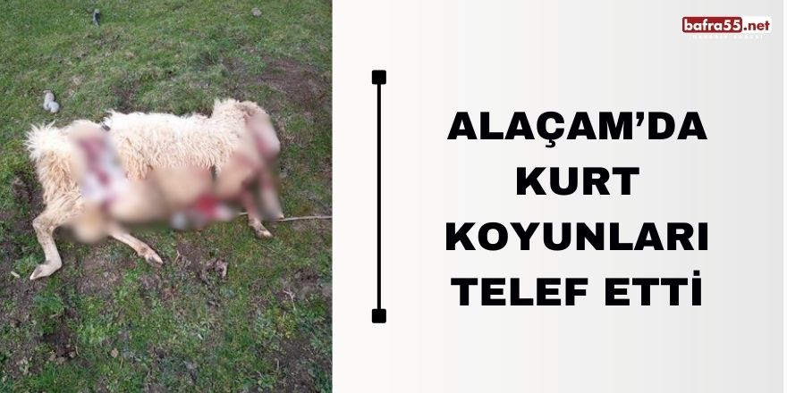 Alaçam'da Kurt Koyunları Telef Etti