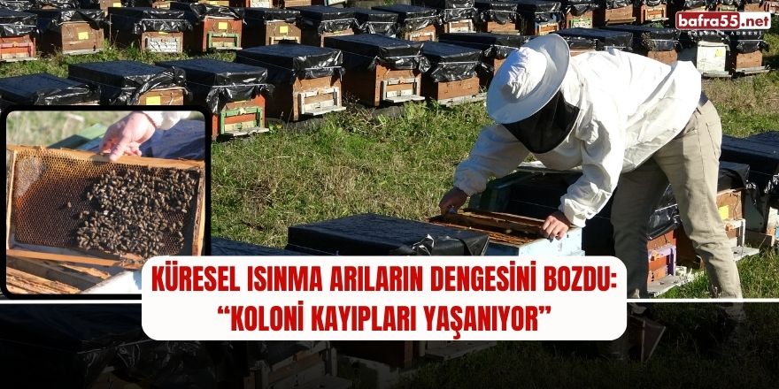 Küresel ısınma arıların dengesini bozdu: “Koloni kayıpları yaşanıyor”