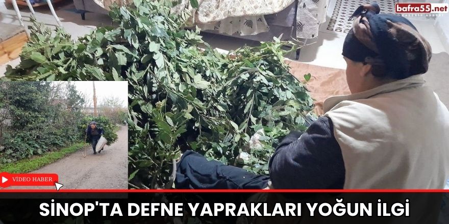 Sinop'ta defne yaprakları yoğun ilgi