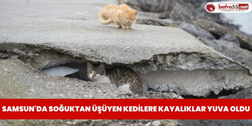Samsun'da soğuktan üşüyen kedilere kayalıklar yuva oldu
