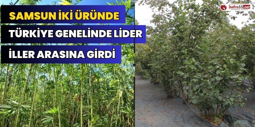 Samsun İki Üründe Türkiye Genelinde Lider İller Arasına Girdi