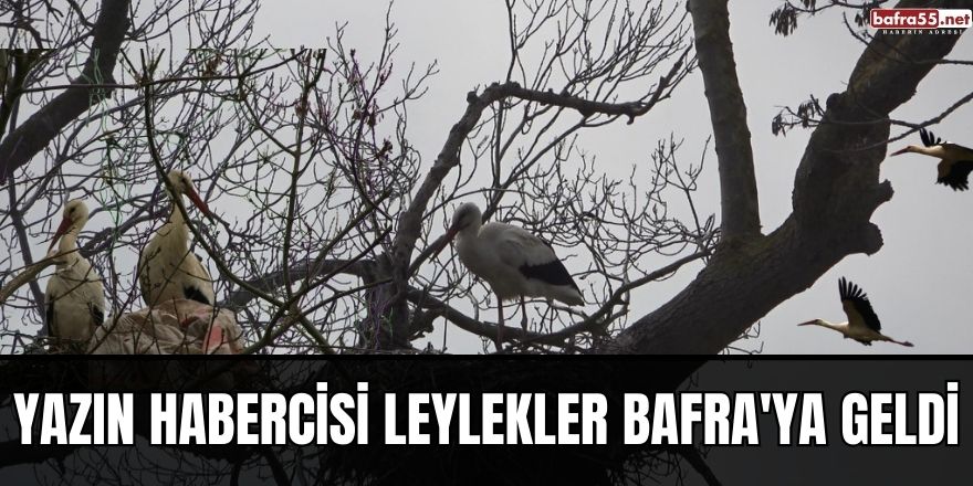 Yazın habercisi Leylekler Bafra'ya geldi