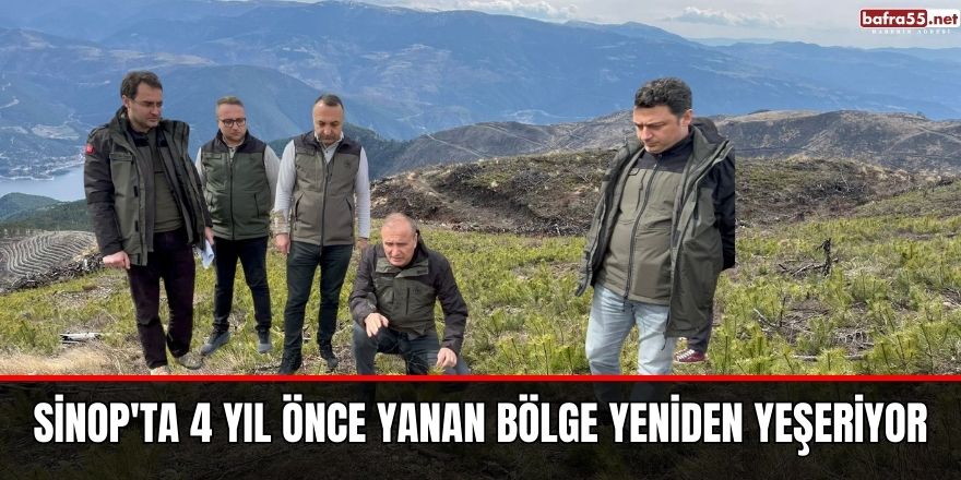 Sinop'ta 4 yıl önce yanan bölge yeniden yeşeriyor