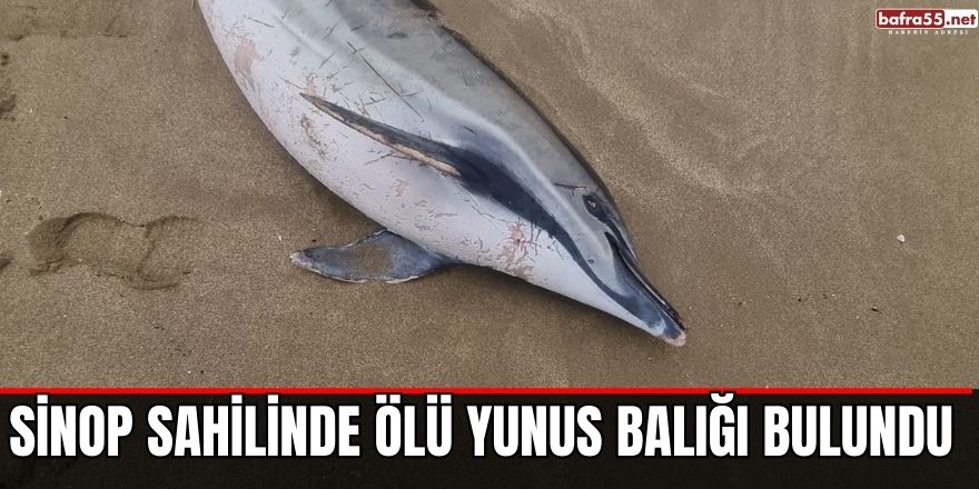 Sinop sahilinde ölü yunus balığı bulundu