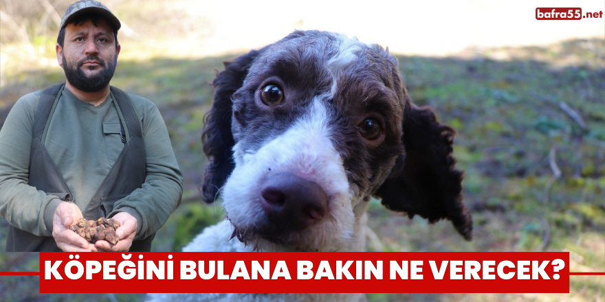 Köpeğini bulana bakın ne verecek?