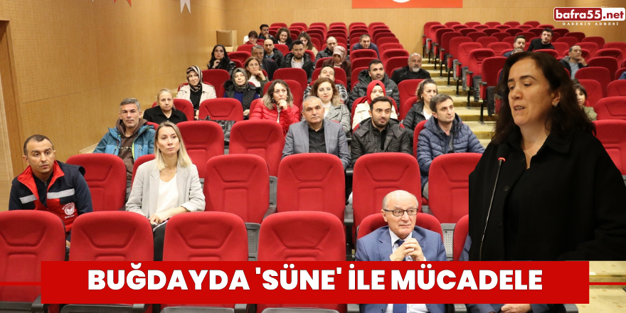 Buğdayda 'süne' ile mücadele