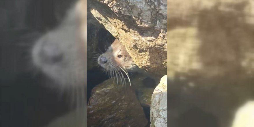 Sinop’ta nesli tükenmekte olan su samuru görüntülendi