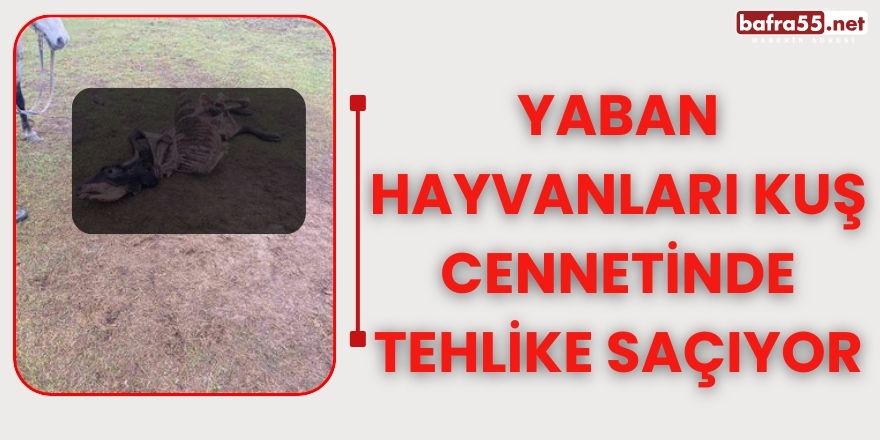 Yaban hayvanları kuş cennetinde tehlike saçıyor