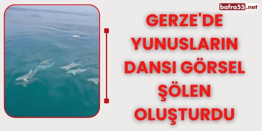 Gerze'de yunusların dansı görsel şölen oluşturdu