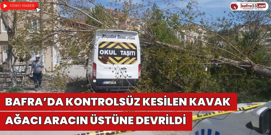 Bafra’da Kontrolsüz Kesilen Kavak Ağacı Aracın Üstüne Devrildi