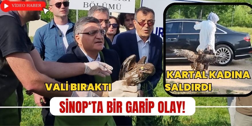 Sinop‘ta Bir Garip Olay! Vali Doğaya Bıraktı; Kartal Kadına Saldırdı