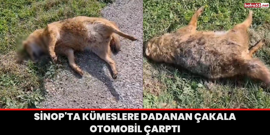 Sinop'ta kümeslere dadanan çakala otomobil çarptı