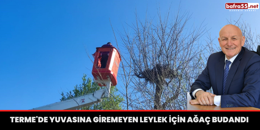 Terme'de yuvasına giremeyen leylek için ağaç budandı