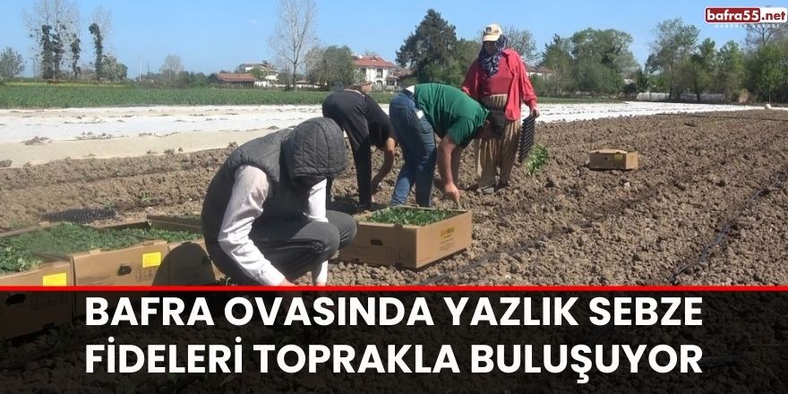 Bafra ovasında yazlık sebze fideleri toprakla buluşuyor