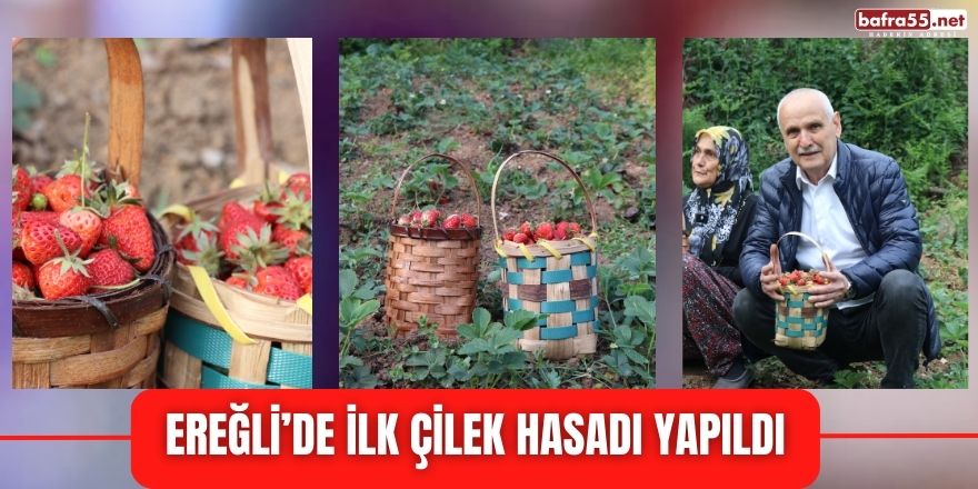 Ereğli’de ilk çilek hasadı yapıldı