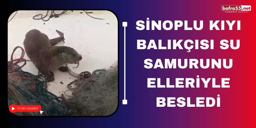 Sinoplu kıyı balıkçısı su samurunu elleriyle besledi