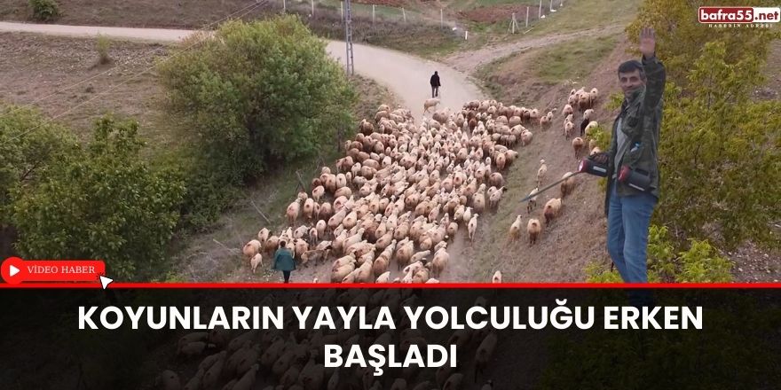 Koyunların yayla yolculuğu erken başladı