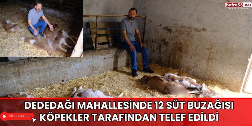 Dededağı Mahallesinde 12 Süt Buzağısı Köpekler Tarafından Telef Edildi