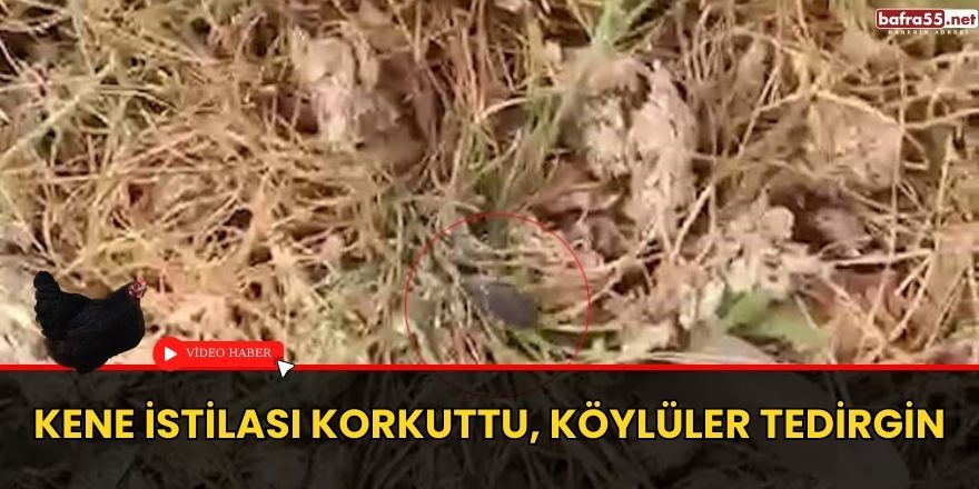 Kene istilası korkuttu, köylüler tedirgin