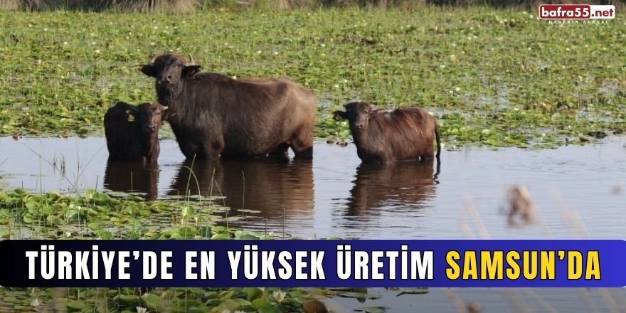 Türkiye’de En Yüksek Manda Üretimi Samsun’da