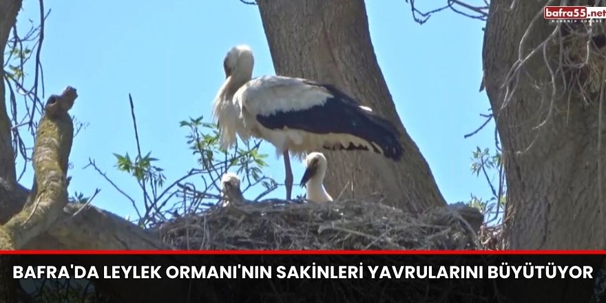 Samsun için zirai don uyarısı