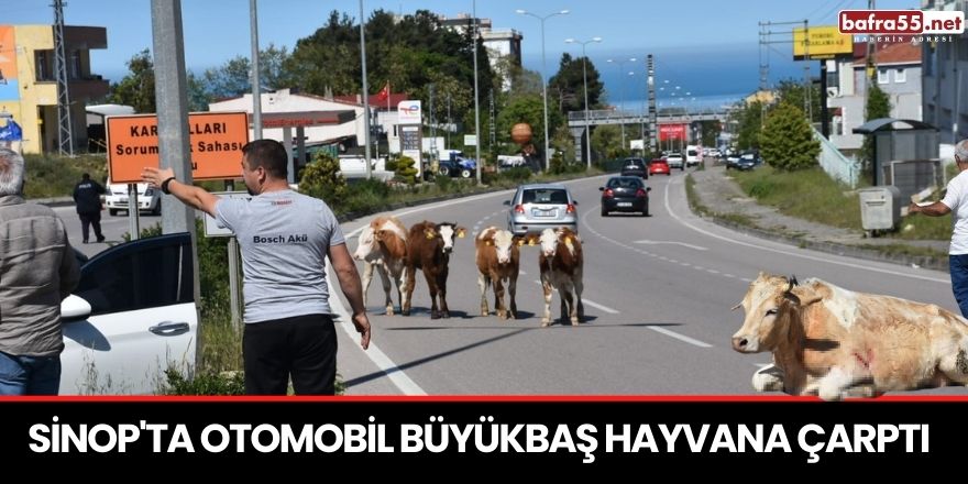 Sinop'ta otomobil büyükbaş hayvana çarptı