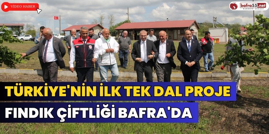Türkiye'nin İlk Tek Dal Proje Fındık Çiftliği Bafra'da
