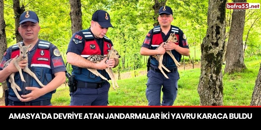 Amasya'da devriye atan jandarmalar iki yavru karaca buldu