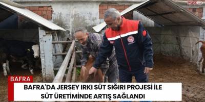 Bafra'da Jersey Irkı Süt Sığırı Projesi ile Süt Üretiminde Artış Sağlandı