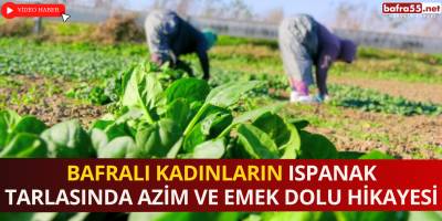 Bafralı Kadınların Ispanak Tarlasında Azim ve Emek Dolu Hikayesi