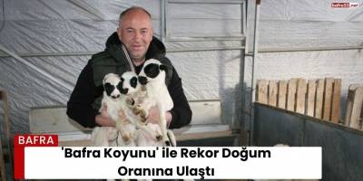 'Bafra Koyunu' ile Rekor Doğum Oranına Ulaştı